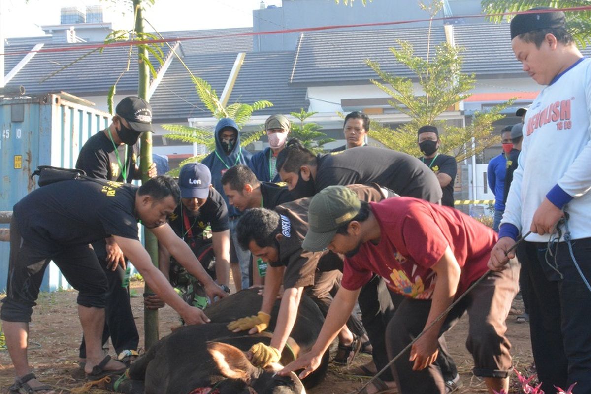 Ilustrasi pemotongan hewan kurban Idul Adha.