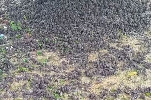 Mengenal Burung Pipit yang Banyak Mati Mendadak di Cirebon