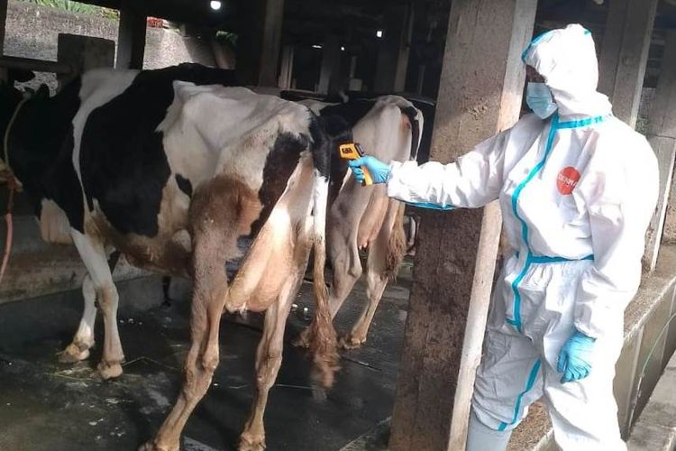 Kegiatan vaksinasi pada hewan ternak di Kabupaten Cianjur, Jawa Barat, di tengah wabah PMK.