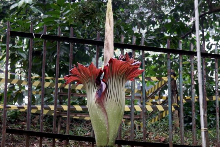 Bunga Bangkai Kecil