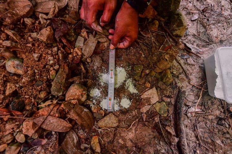 Sapi Warga Diduga Diterkam Harimau di Humbahas, BBKSDA: Kawasan Gembala Habitat Satwa Liar