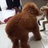 Viral Seekor Owa Mati Diduga akibat Diadu dengan Anjing di Rumah Kapolres, Ini Faktanya