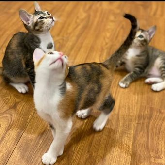 Ketiga kucing Prabowo Subianto, yakni Mika, Miki, dan Miko.