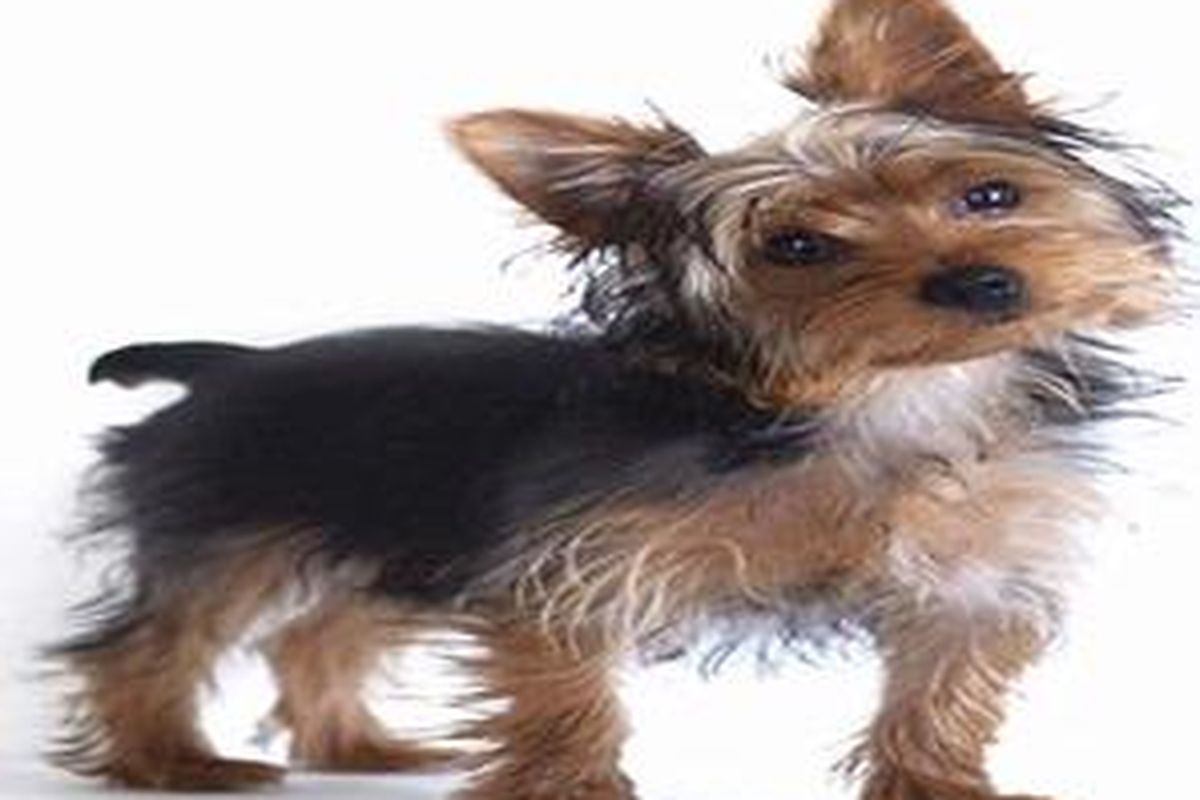 Inilah anjing jenis Yorkshire yang menjadi teman terbaik seorang suami.