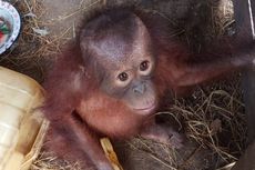 Bayi Orang Utan yang Diselamatkan Warga Diserahkan ke BKSDA Kaltim