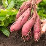 Mengenal Kandungan Nutrisi dalam Ubi Jalar