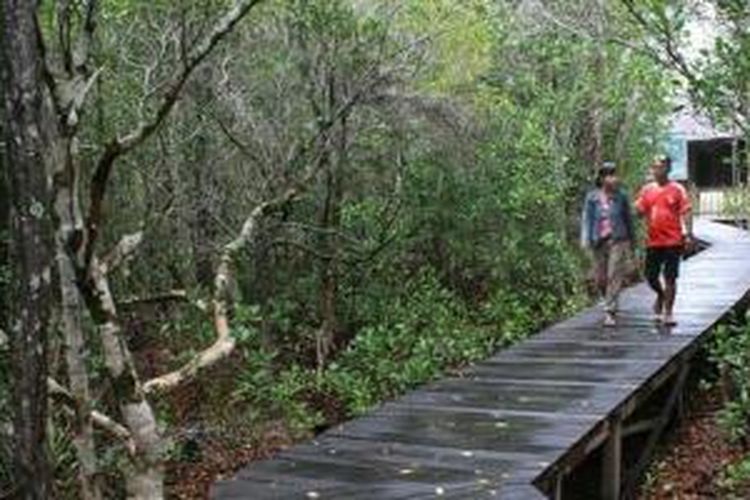 Pengunjung melintasi jalur tracking hutan mangrove di Karimunjawa melalui jalan setapak dari jembatan kayu. 