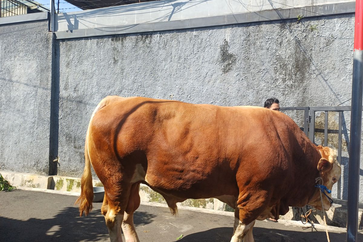 Sapi Stres Jagal Ungkap Penyebab Sapi Kurban Mengamuk: Stres karena Kerumunan Penonton