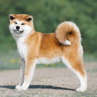 Ilustrasi anjing Akita inu.