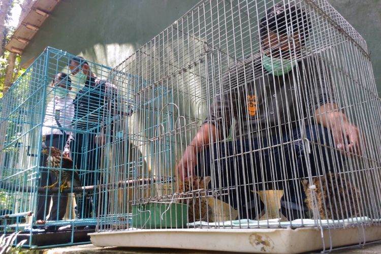 Kucing hutan dan alap-alap yang dilindungi berhasil diselamatkan dari praktik penjualan satwa liar di DI Yogyakarta. Hewan tersebut dititiprawatkan di kantor Wildlife Rescue Centre (WRC) Yogyakarta, Dusun Paingan, Desa Sendangsari, kecamatan Pengasih, kabupaten Kulon Progo, Senin (7/8/2017).