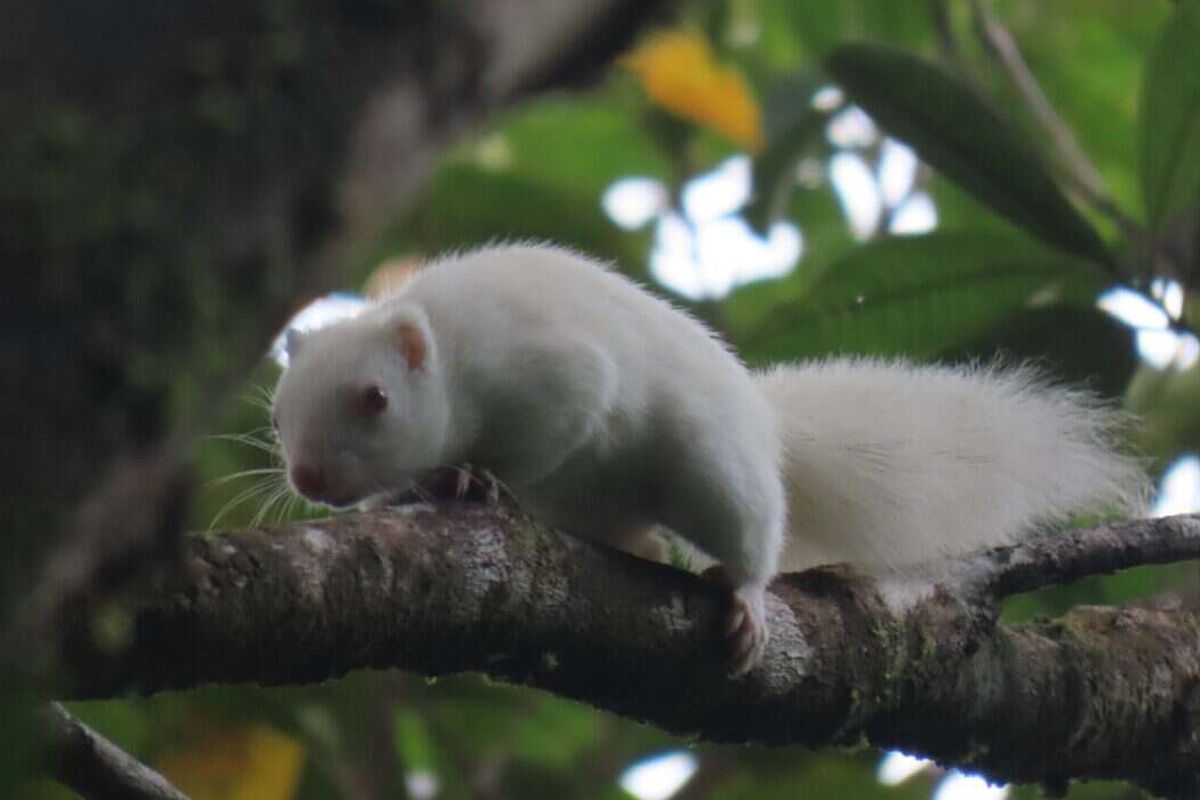 Bajing kelapa sangihe versi albino di Kampung Menggawa II