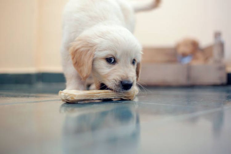 Ilustrasi alasan anjing menyukai tulang.
