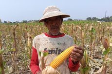 Produksi Jagung Nasional Berkembang Cukup Baik, Impor Bisa Ditekan