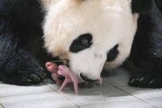 Saat Panda Raksasa Lahirkan Anak Kembar Pertama di Korea Selatan...