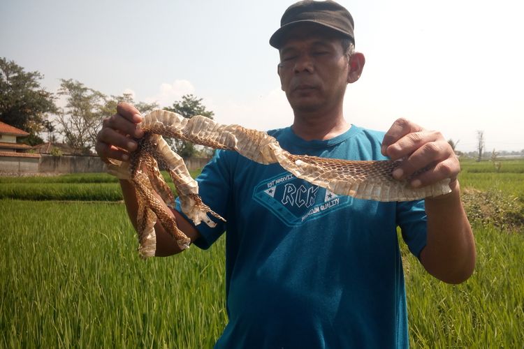 Warga di Kabupaten Cianjur, Jawa Barat, memerlihatkan kulit ular yang tengah mengelupas di area pesawahan, Jumat (21/7/2020). Seorang warga setempat tewas digigit ular kobra.