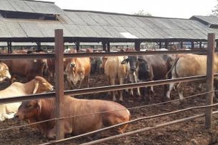 Tempat penggemukan sapi di Cileungsi, Jawa Barat.