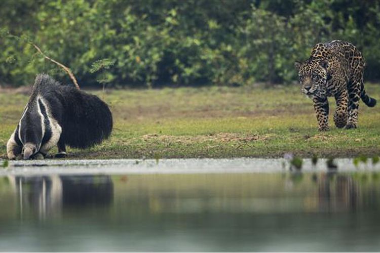 Seekor jaguar mendekati pemakan semut raksasa yang sedang minum air di danau Pantanal, Brasil.