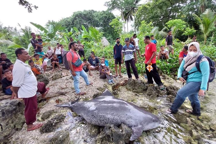 Lumba-lumba mati terdampar di pesisir Paliboo, Kelurahan Kabola, Kecamatan Kabola, Kabupaten Alor, Nusa Tenggara Timur (NTT)