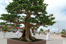 Pohon Bonsai Seharga Rp 250 Juta Dipamerkan di Padang