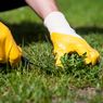 Cara Membasmi Rumput Liar di Halaman Rumah Pakai 2 Bahan Alami