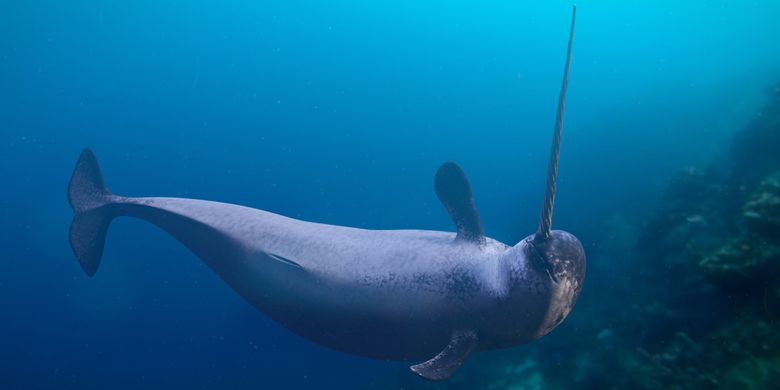 Ilustrasi Narwhal, spesies paus kecil yang hidup di Samudra Arktik. Narwhal dijuluki unicorn laut karena tanduk spiralnya yang ikonik.