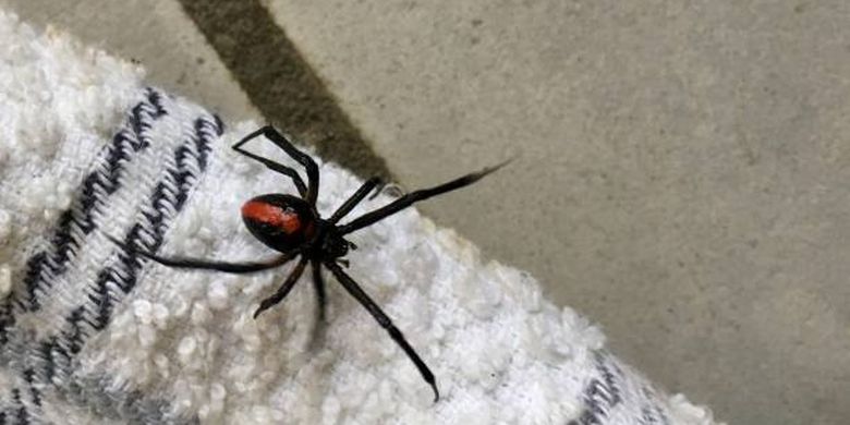 laba-laba paling beracun di dunia, Redback.