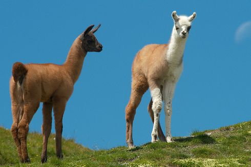 Peneliti Texas Klaim Antibodi Ilama Bisa Lawan Virus Covid-19, Ini Penjelasannya