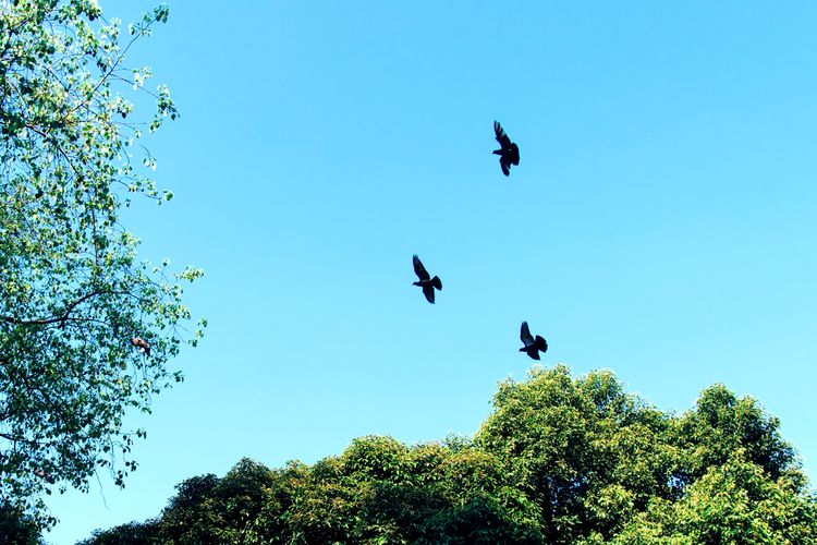 Burung dari Rusia dan China rutin datang ke Jawa Timur setiap tahun. Namun, kenaikan suhu global dan bencana iklim berpotensi mengganggu pola migrasi.