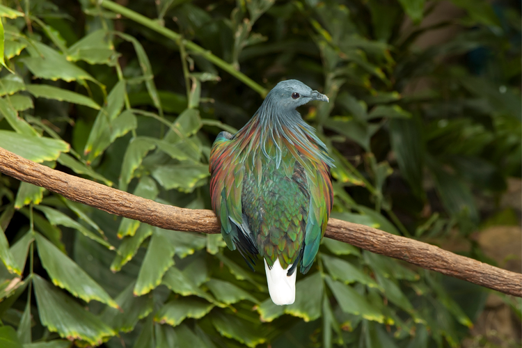 Burung Junai Emas atau dengan bahasa latin Caloenas nicobarica.