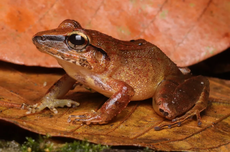 Katak Ini Menjerit Tanpa Suara, Kok Bisa?