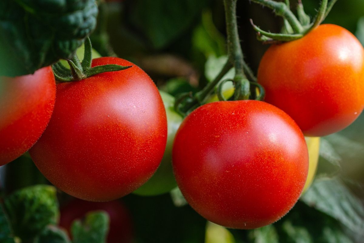 Ilustrasi tanaman tomat. 