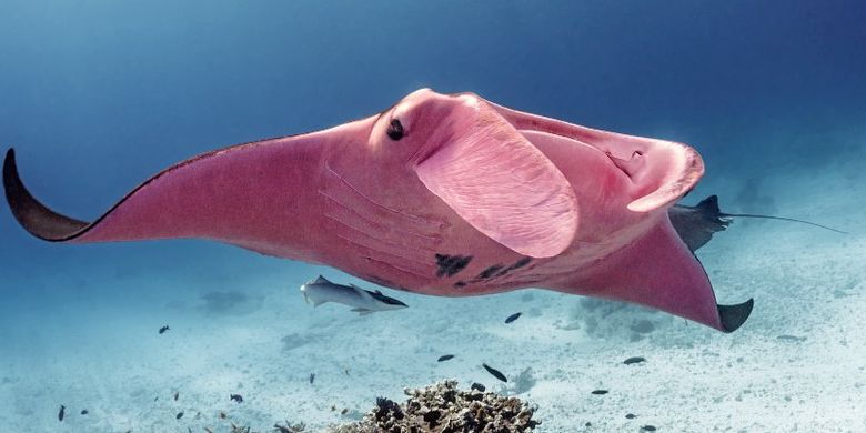 Pari manta berwarna merah muda ini tertangkap kamera di Great Barrier Reef, Australia.