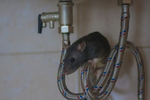5 Cara Ampuh Membasmi Tikus di Rumah