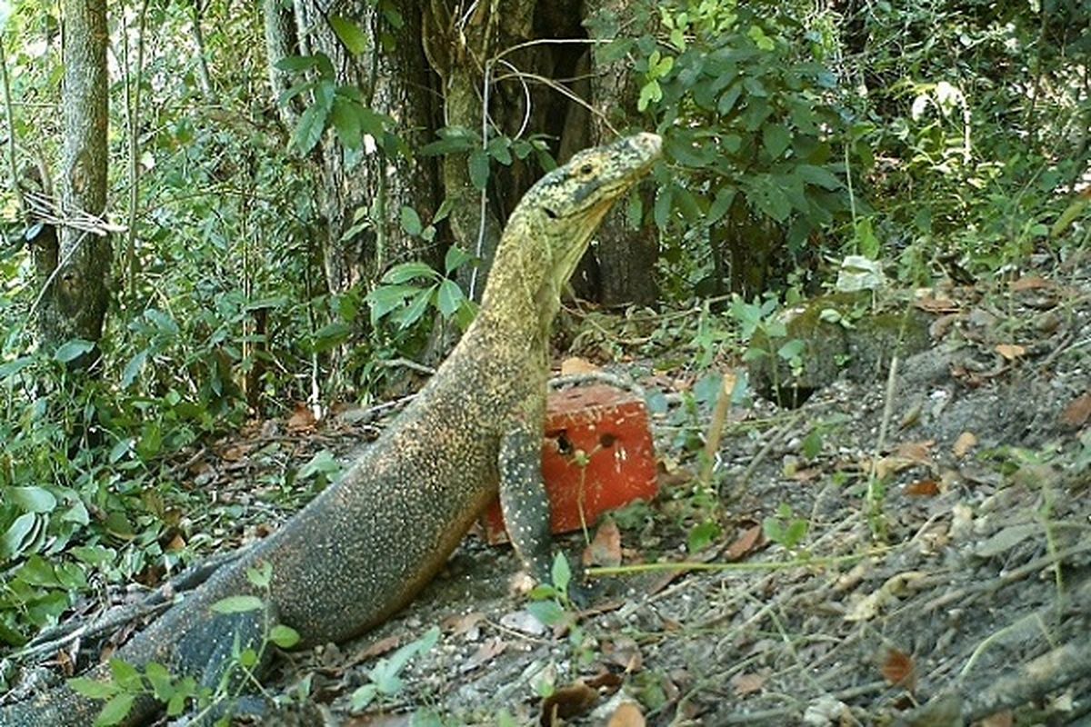 Komodo Pota