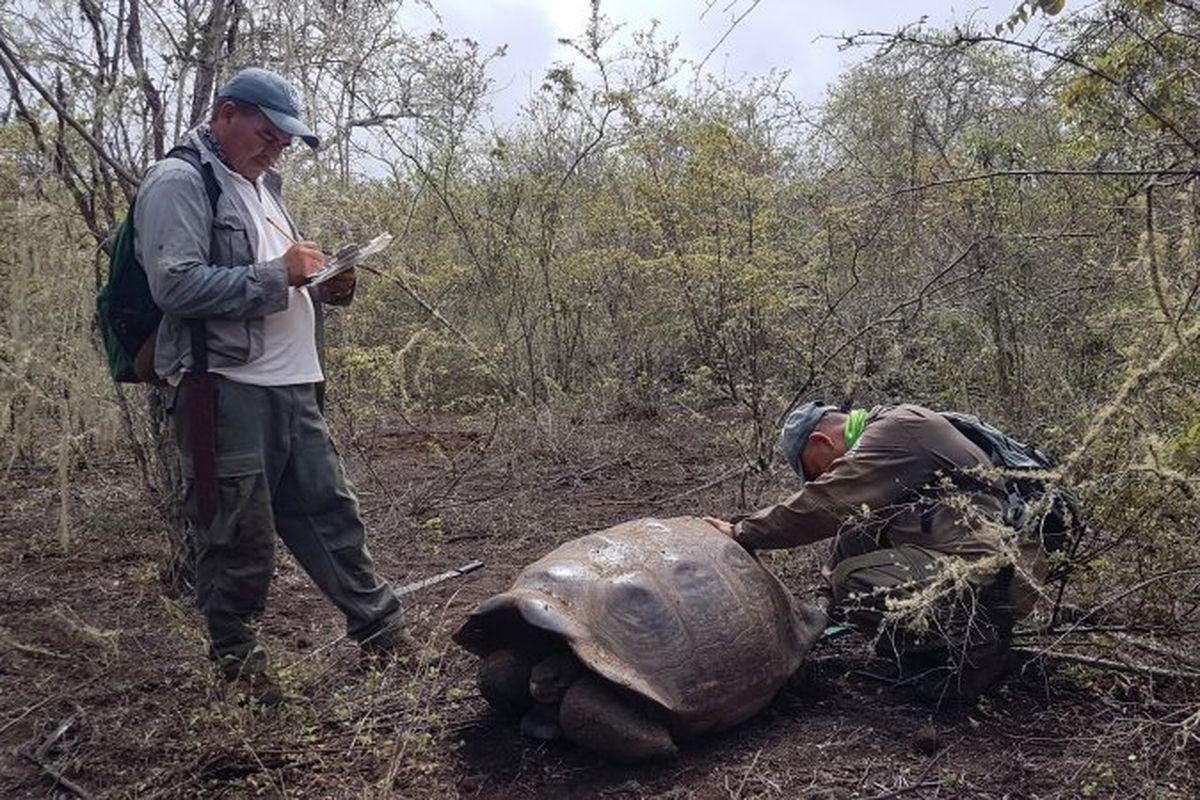 Para peneliti menemukan 30 kura-kura raksasa dari spesies yang disangka punah.