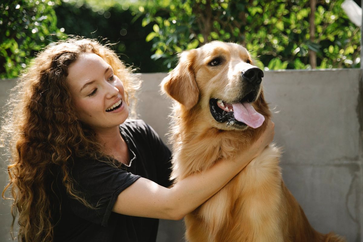 Ilustrasi anjing Golden Retriever bersama pemiliknya. 