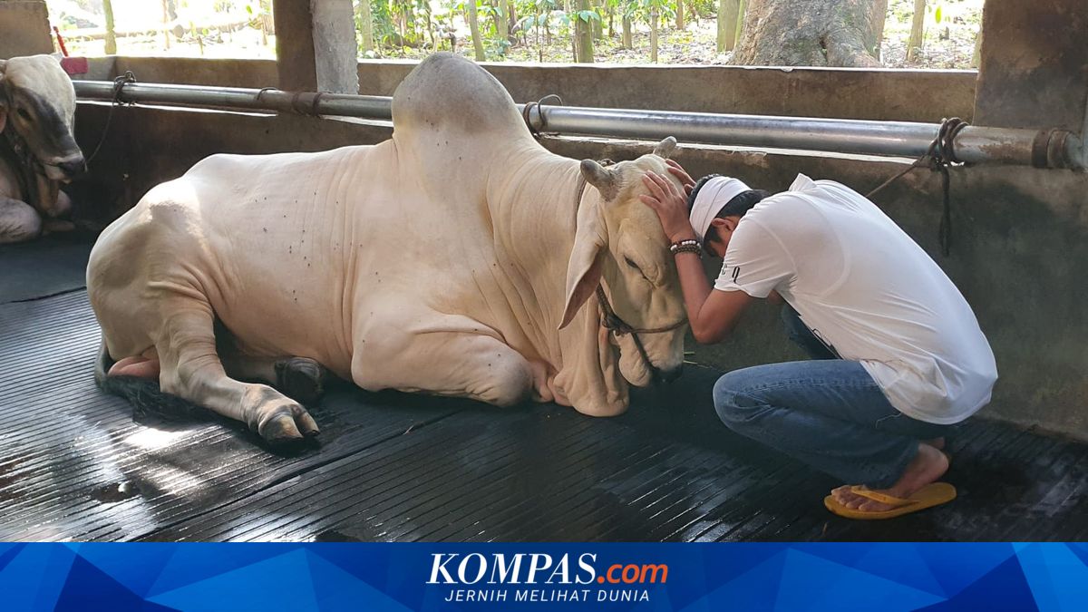 Dedi Mulyadi Menangis Saat Melepas Sapi-sapinya untuk Dikurbankan