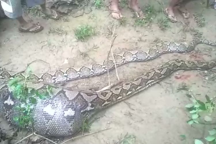 Warga Desa Labunti, Kecamatan Lasalepa, Kabupaten Muna, Sulawesi Tenggara, dihebohkan dengan penemuan ular piton sepanjang 8 meter di kebun warga. Saat ditemukan, kondisi ular tersebut dalam keadaan perut membesar usai menerkam, seekor anak sapi milik warga.