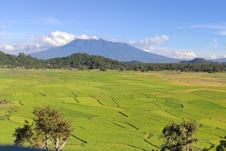 Pemandangan hamparan sawah bisa dilihat dari wisata Panorama Kelok Lengkok, Kamang, Sumatera Barat.