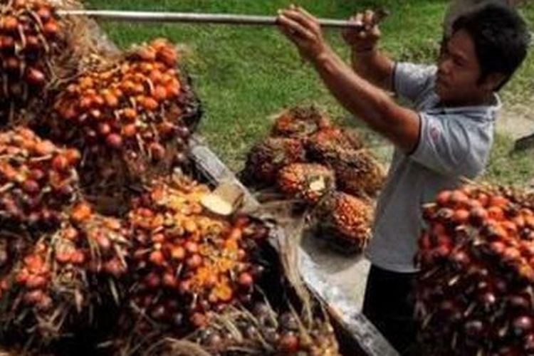 Ilustrasi kelapa sawit. Negara penghasil minyak sawit terbesar di dunia.