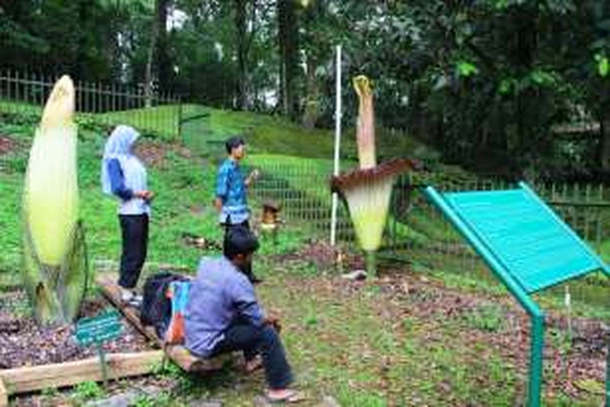 Para peneliti dari Lembaga Ilmu Pengetahuan Indonesia (LIPI) khusus Bunga Bangkai Kebun Raya Cibodas yang dipimpin Destri Zulfahmi, sedang melakukan pengamatan pertumbuhan pasca mengawinkan tumbuhan bernama latin Amorphophallus Titanum tersebut.