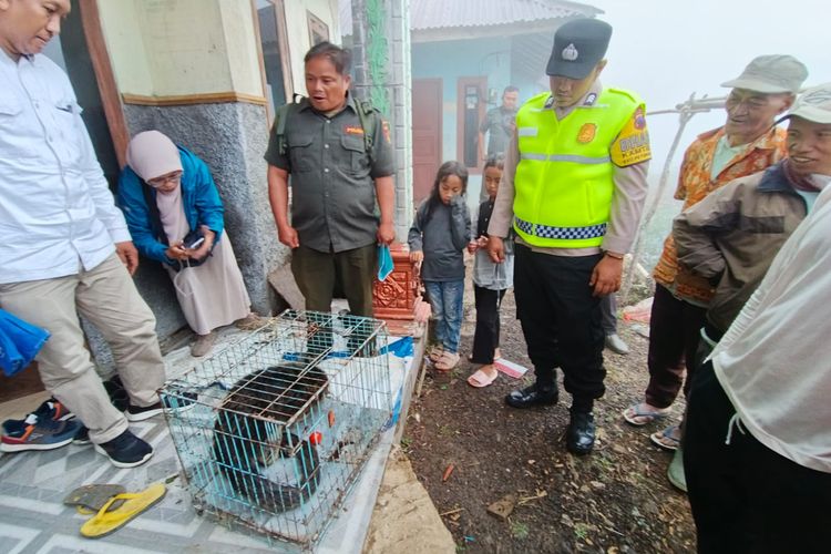 Warga Pekalongan Tangkap Binturong Satwa Dilindungi, Sempat Dikira Luwak