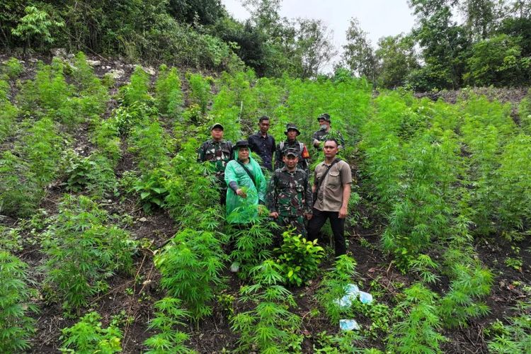 Ladang Ganja 2,5 Hektare Ditemukan di Aceh Besar, Tersembunyi di Pegunungan