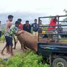 25 Kerbau di Sumba Tengah Dicuri Kawanan Rampok, 22 Ditemukan, 3 Masih Hilang