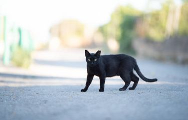 7 Mitos Spiritual tentang Kucing Hitam yang Jarang Diketahui