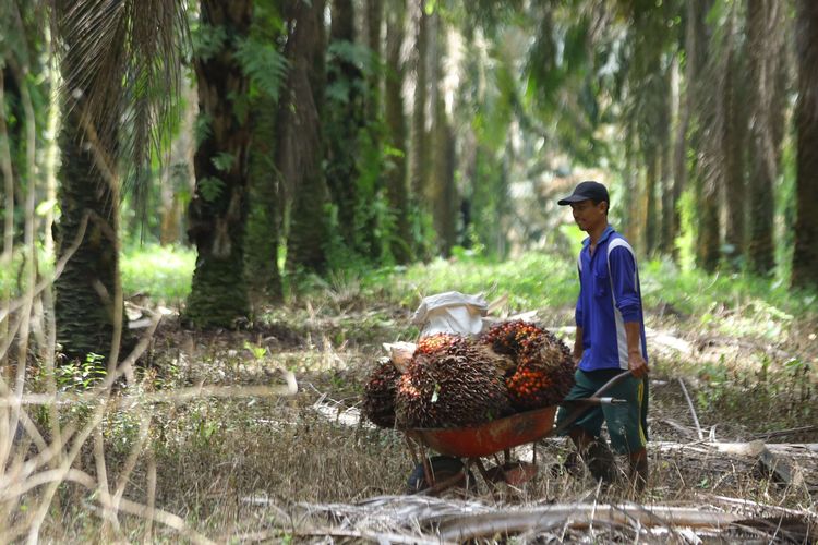 Petani mengumpulkan buah sawit hasil panen di perkebunan Mesuji Raya, Ogan Komering Ilir,  Sumatera Selatan, Senin (9/5/2022). Asosiasi Petani Kelapa Sawit Indonesia menilai Permentan Nomor 3 Tahun 2022 jadi momok peremajaan sawit.