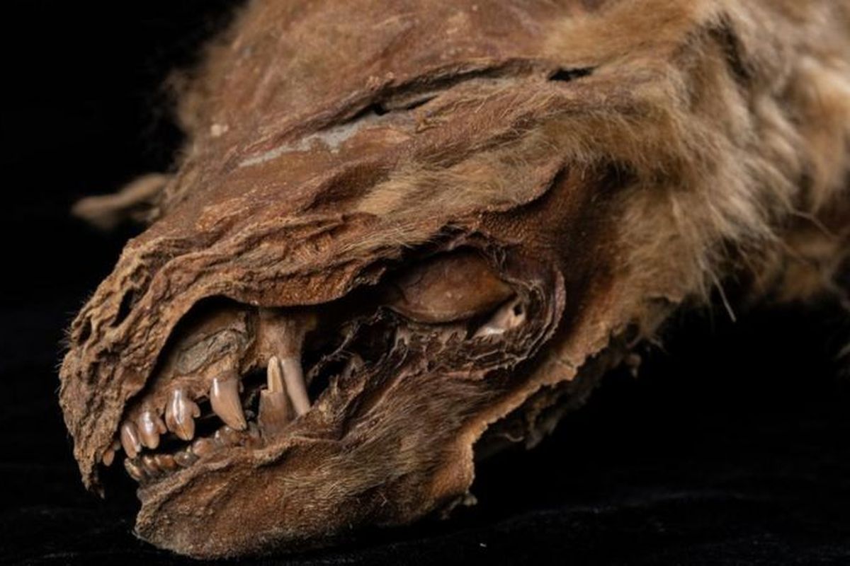 Mumi anak serigala purba yang hidup sekitar 56.000 tahun lalu ditemukan di Kanada utara, kata para ilmuwan.