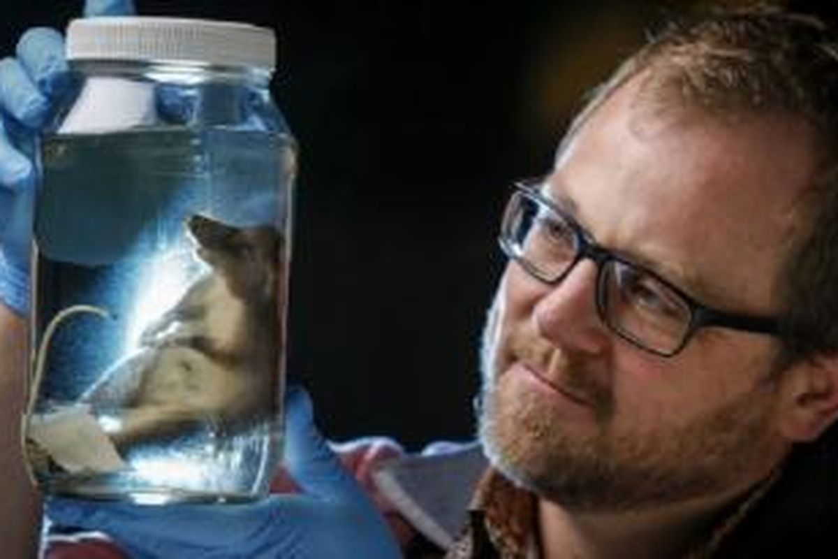 Kevin Rowe dan spesimen tikus hidung babi (Hyorhinomys stuempkei)