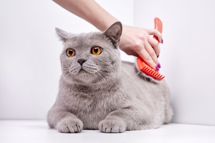 Ilustrasi kucing British shorthair.