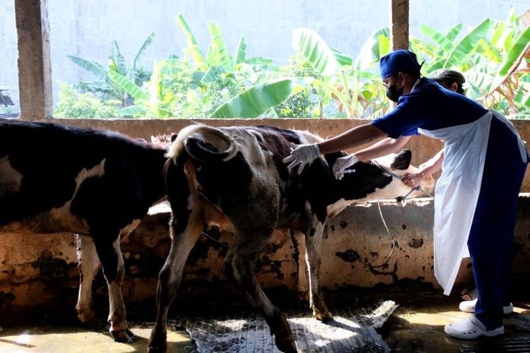 Petugas Dinas Ketahanan Pangan dan Pertanian (DKPP) Kota Surabaya melakukan vaksinasi terhadap hewan sebagai upaya mengantisipasi dan pencegahan wabah penyakit mulut dan kuku (PMK) menjelang Hari Raya Idul Adha. 